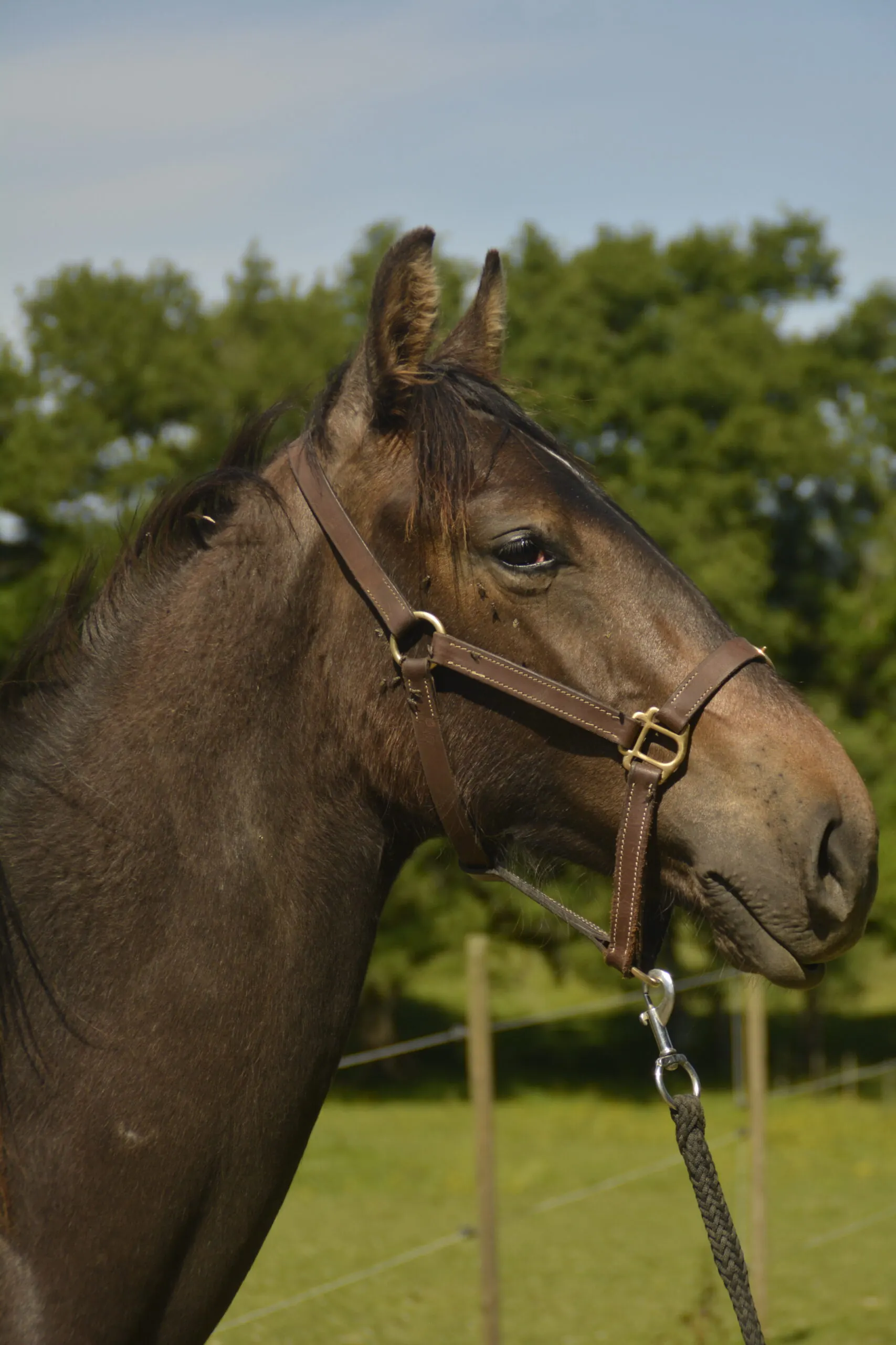 Cheval Barbe en gros plan, race ancestrale nord-africaine