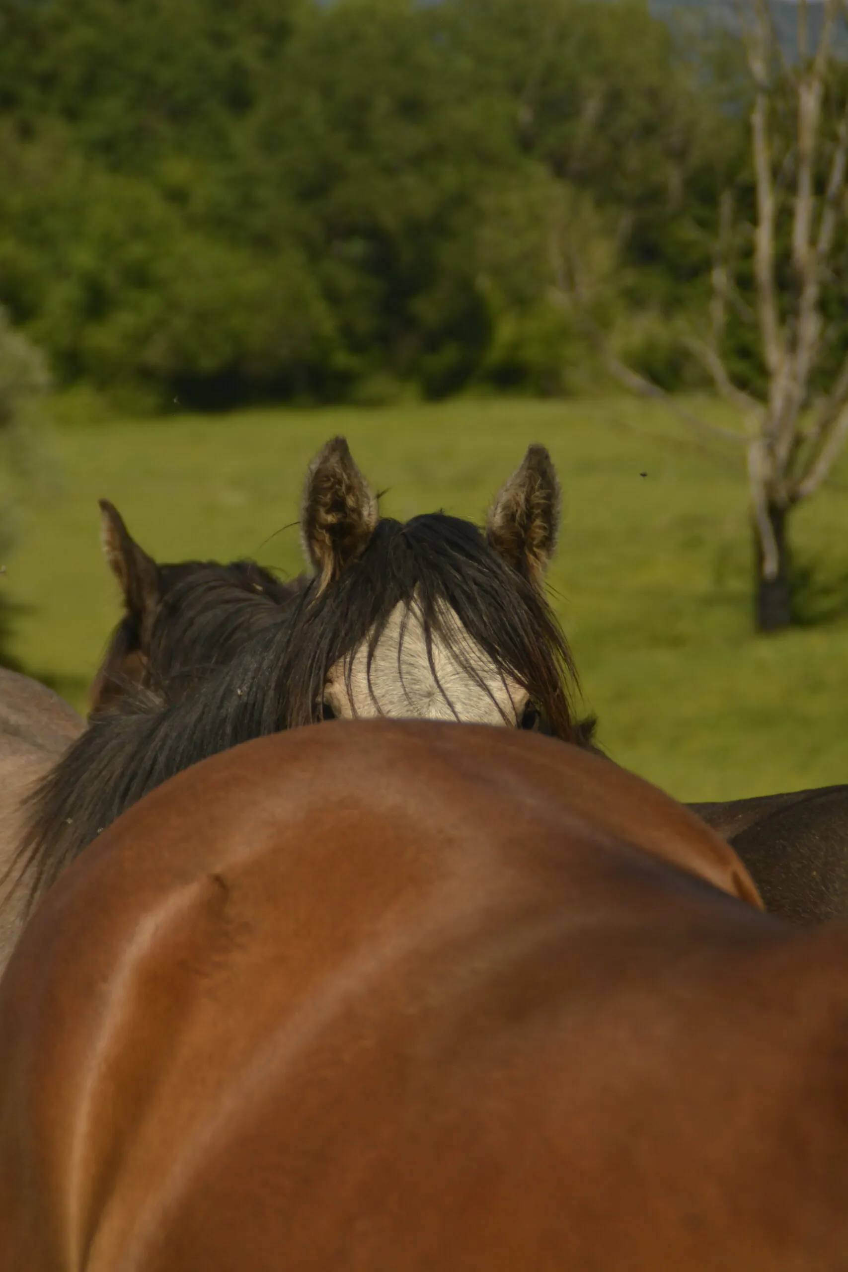 Cheval Barbe à la vente à l'élevage de Groboz