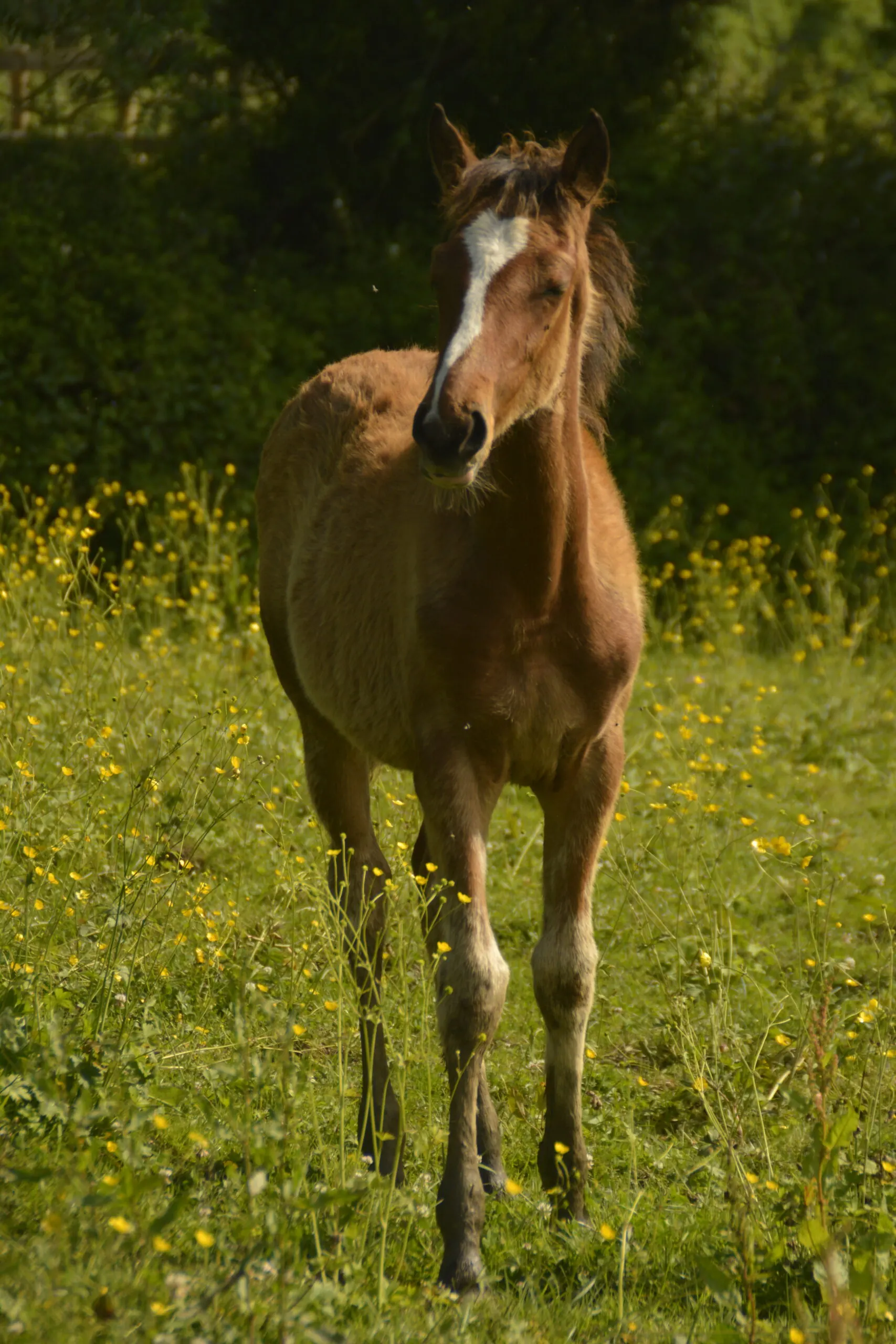 Poulain de l'élevage de Groboz dans les prairies de la Bresse