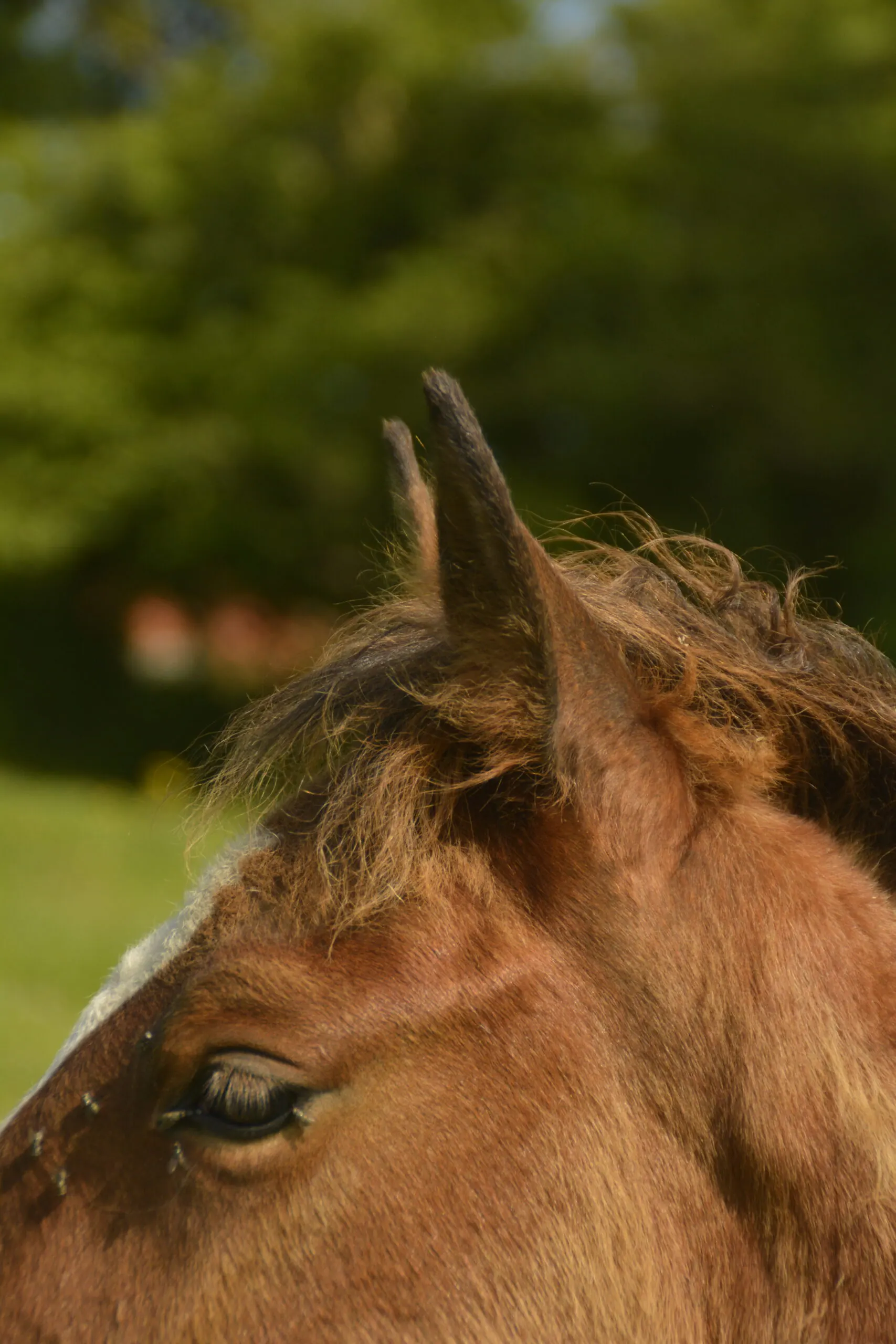 Cheval Barbe en liberté à l'élevage de Groboz