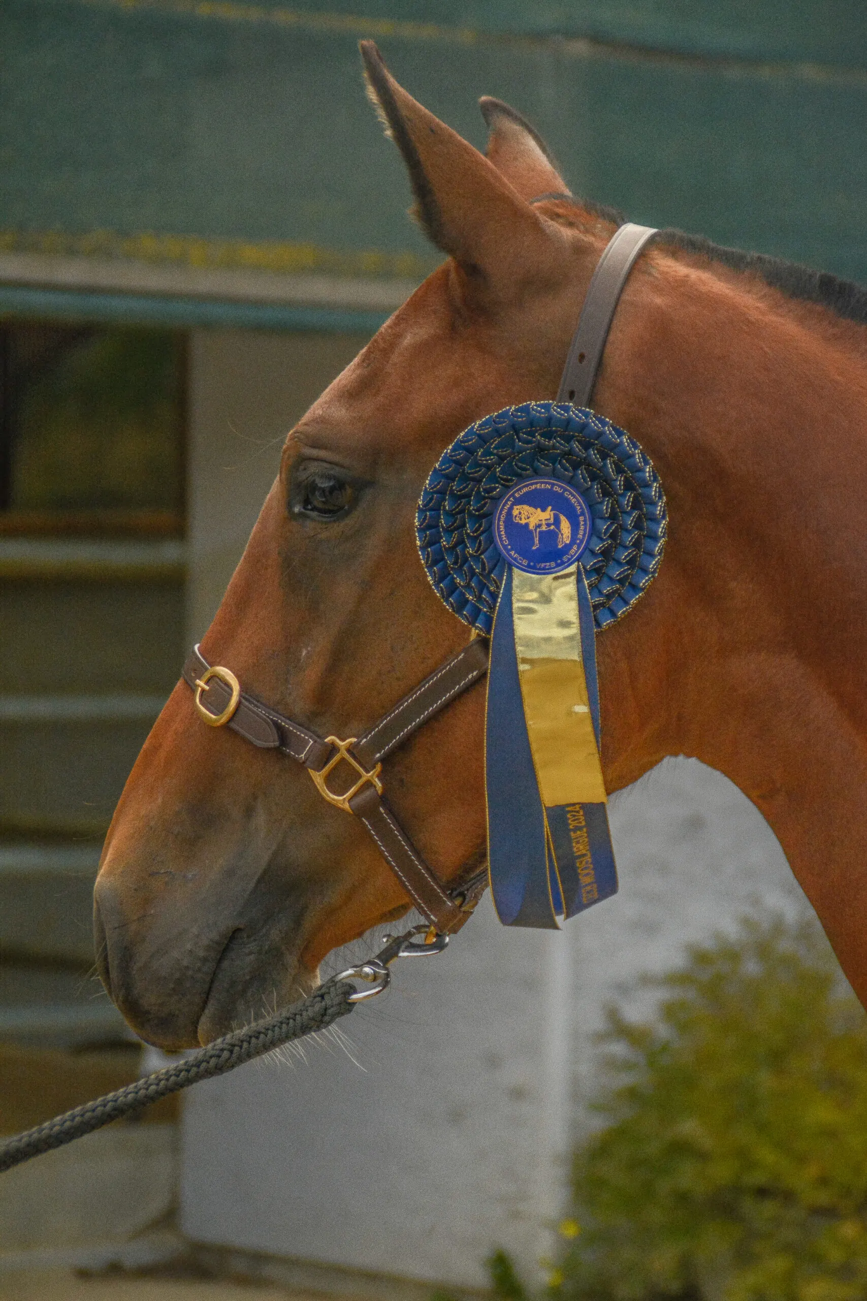 Majda de Groboz, jument Barbe baie, 3e place au Championnat d'Europe 2024