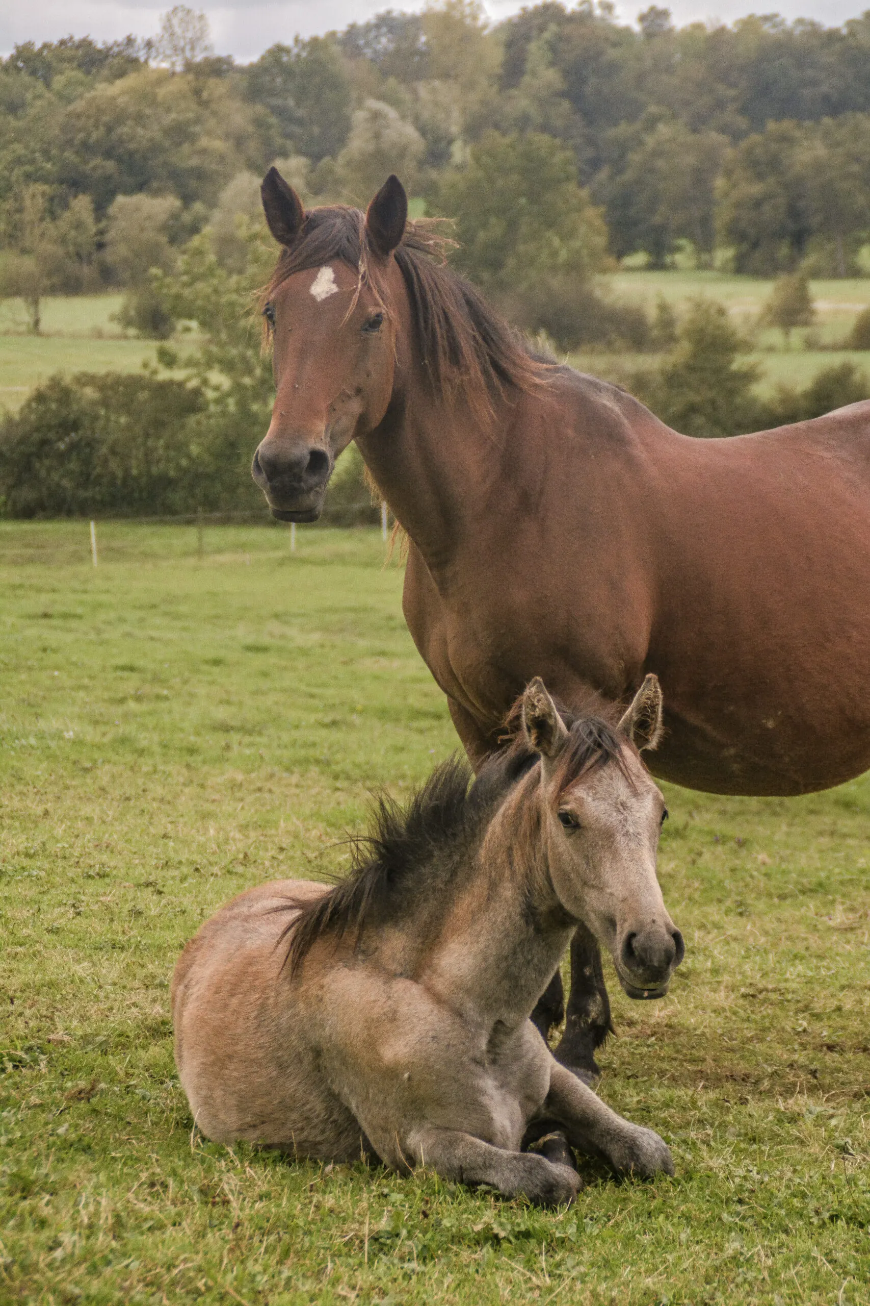 Chevaux Barbes élevés en troupeau à l'élevage de Groboz