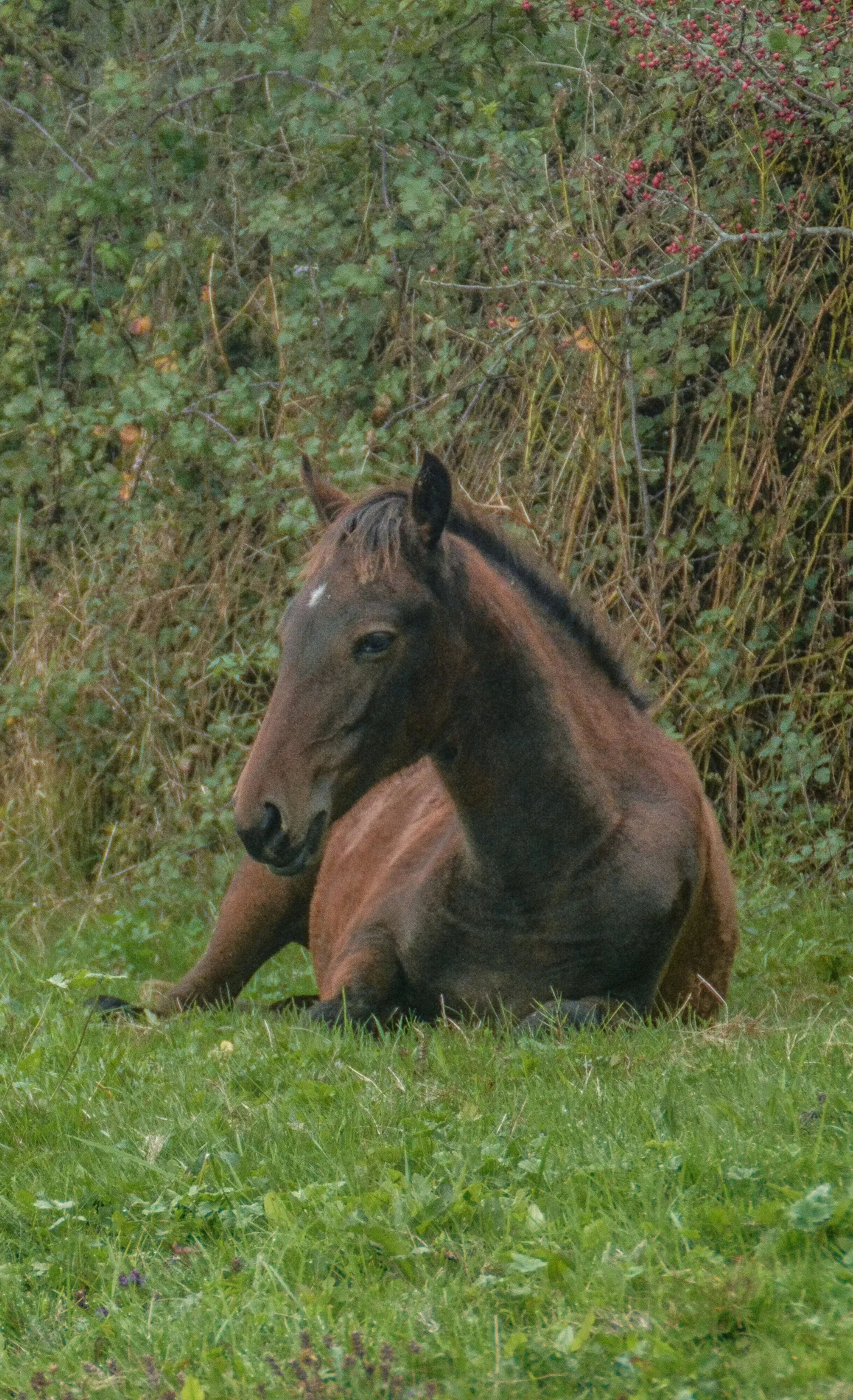 Cheval Barbe au repos dans l'herbe, à l'élevage de Groboz