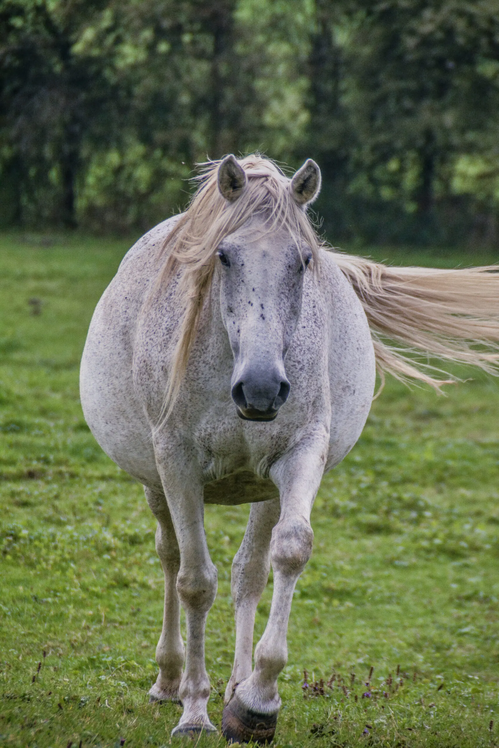 Rencontre avec les chevaux Barbes à l'élevage de Groboz