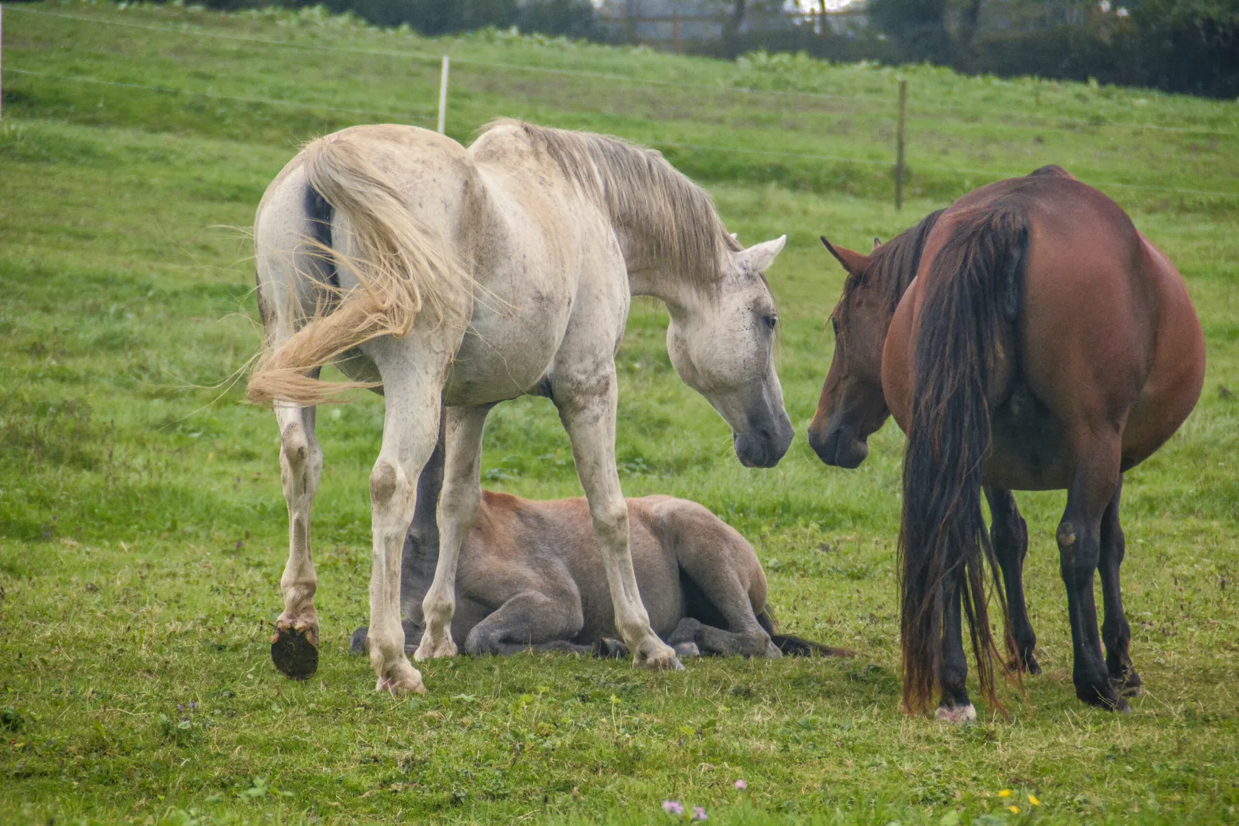 Chevaux Barbes évoluant en groupe familial dans un pré de la Bresse