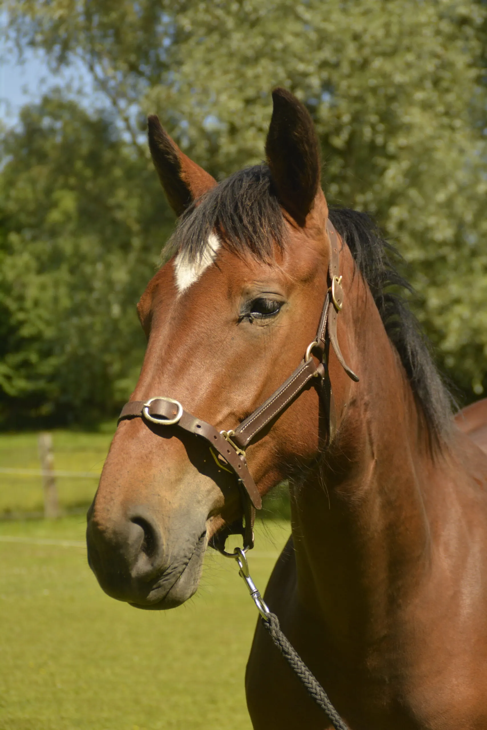 Portrait noble d'un cheval Barbe à l'élevage de Groboz